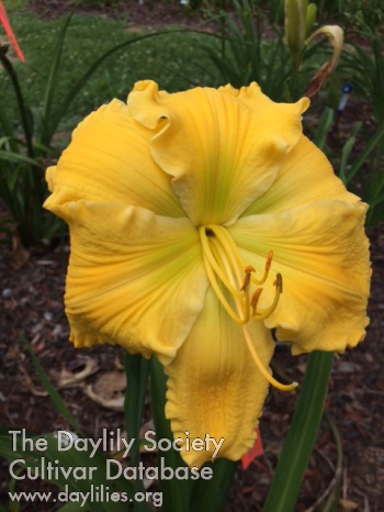 Daylily Dr Hebron Smith
